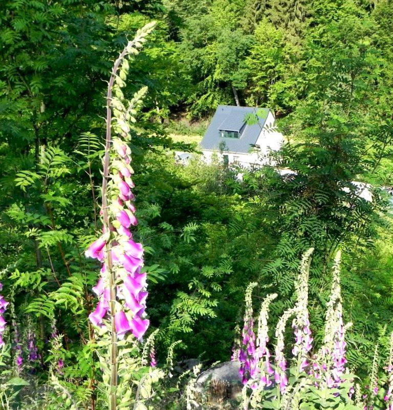 Ferienhaus Buschmuehle - Stolpen Dış mekan fotoğraf